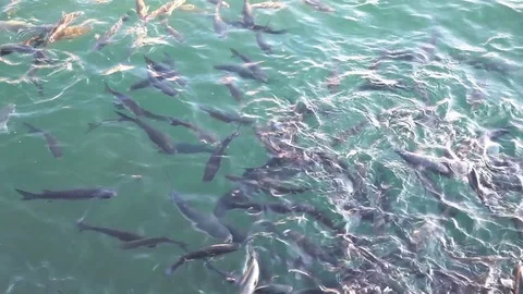 Fish on the water surface Video stock 81062885