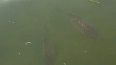 Fish On The Water Surface Video stock 118269801