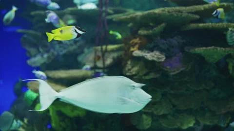 Fish in a water tank Video stock 217687206