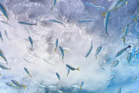 Fish in water upside down Foto stock