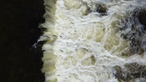 Fish at the waterfall. Stock Footage 239938094