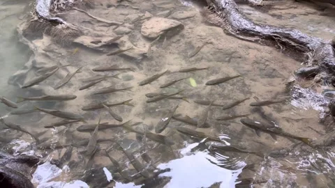 Fish waterfall Stock Footage 323242638