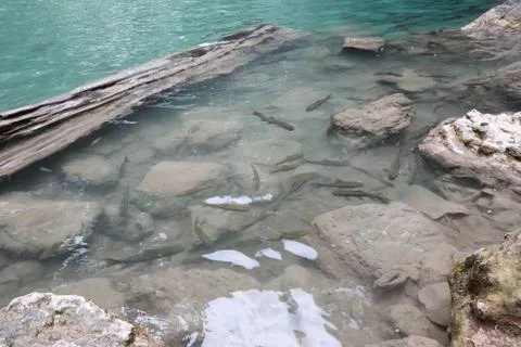 Fish in waterfall Stock Photos