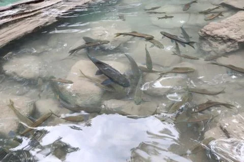 Fish in waterfall Stock Photos