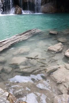 Fish in waterfall Stock Photos