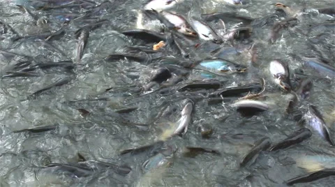 The fish were grouped eat, Background of aquatic animals. Stock Footage 54362020