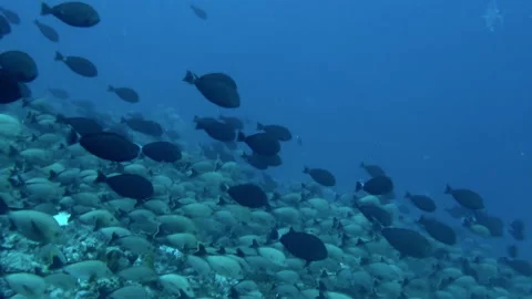 Fish were so close that I could see individual scales and details. Stock Footage 236806414