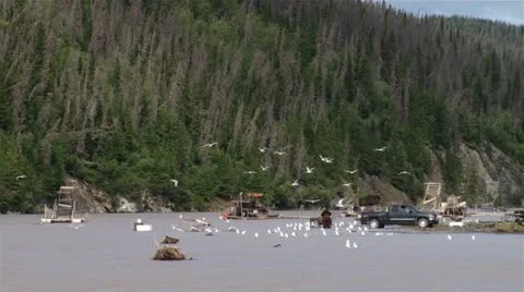 Fish Wheels and Alaskan Native Processing Salmon with Gulls on Copper River Stock Footage 21666890