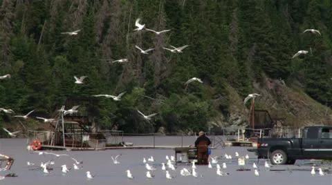 Fish Wheels and Alaskan Native Processing Salmon with Gulls close Stock Footage 21677033