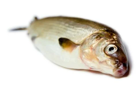 Fish on a white background. herring Stock Photos