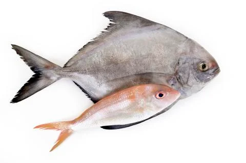 Fish on white background Foto stock
