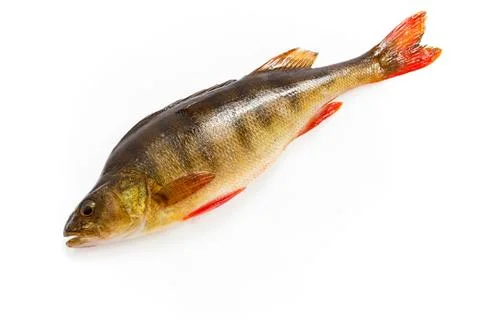 Fish on a white background Stock Photos
