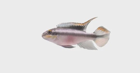 Fish white background Stock Photos