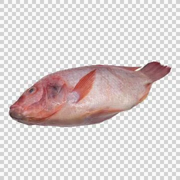 Fish on white background Stock Photos