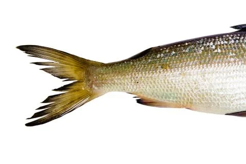 Fish on a white background. tail herring Stock Photos
