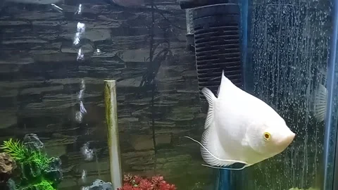 Fish white color Video stock 146990030