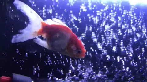 Fish white spot disease 스톡 동영상 299700153