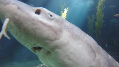 Fish, White Sturgeon, 4K Stock Footage 88640271