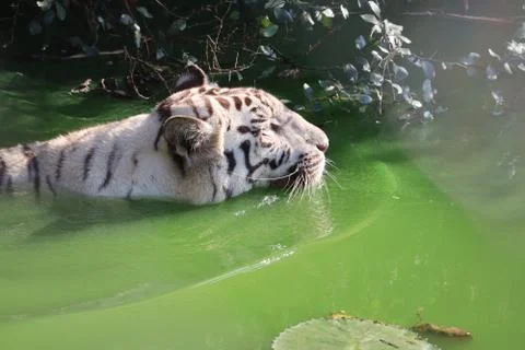 Fish white tiger Stock Photos