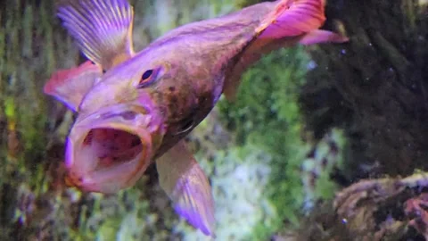  fish with wide open moth Stock Footage 296847470