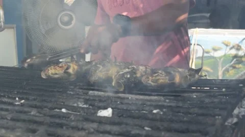 Fish in the Wild! Video stock 207719535