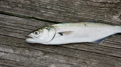 Fish on a wood dock Stock Footage 31821377