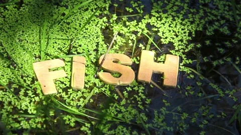Fish Word on the surface of forest lake Video stock 51143382