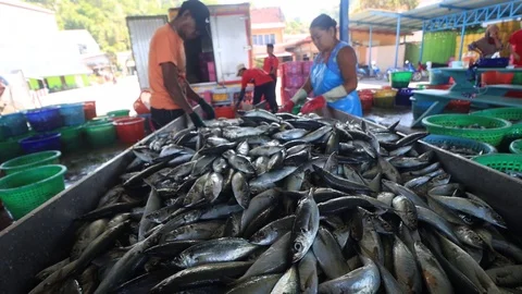 Fish workers Video stock 123567743