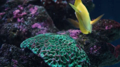 Fish yellow tang on a reef Stock Footage 112425797