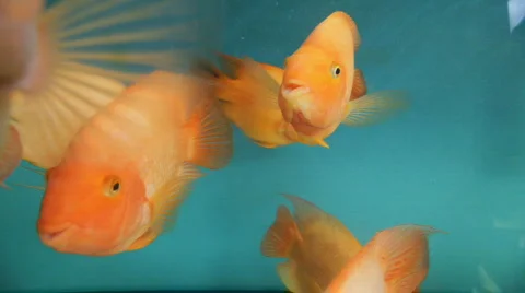 The Fish Like You! Video stock 620140