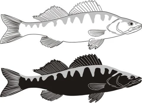 Fish - Zander Stock Illustration