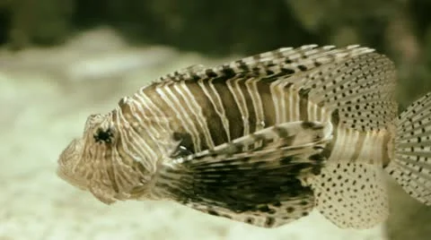 Fish zebra Stock Footage