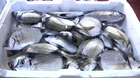 Fish, zoom in. Stock Footage 8963453