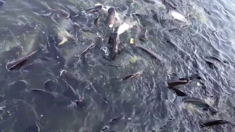 Fish01 Stock Footage 84243871