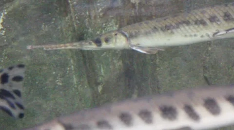 Fish1 1 Stock Footage 7754272