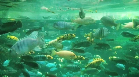 Fish1 Stock Footage 133672