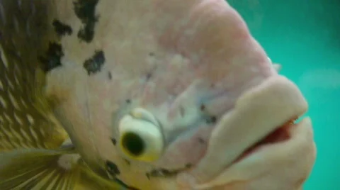 Fish1. Stock Footage 618018