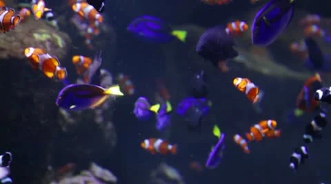 Fish1 Stock Footage 10874312