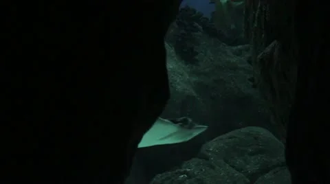 Fish1 Video stock 10900169