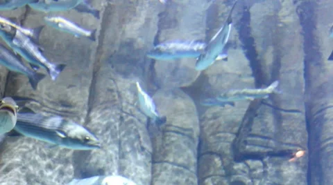 Fish10 1 Video stock 7754596