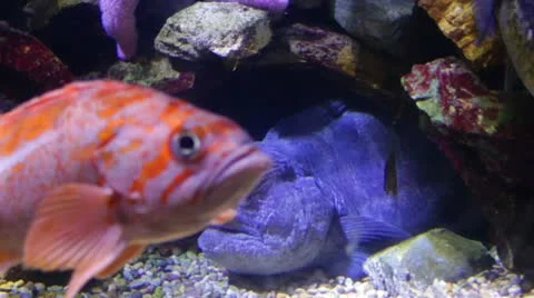 Fish10 Stock Footage 10874834