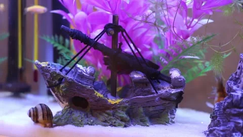 Fish10 Stock Footage 169299618