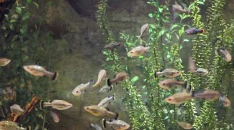 Fish11 1 Stock Footage 7754628