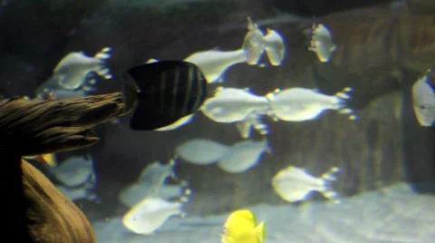 Fish12 1 Stock Footage 7754650