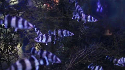 Fish12 Stock Footage 10873799