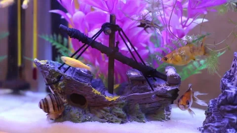 Fish12 Stock Footage 169299632