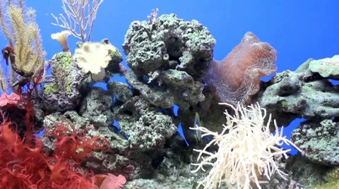 Fish13 1 Stock Footage 7754669