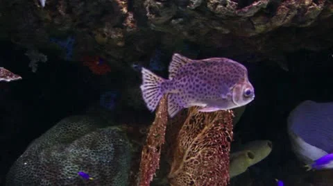 Fish13 Stock Footage 10874594