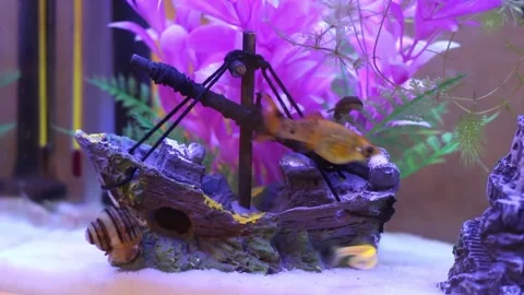 Fish13 Stock Footage 169299669