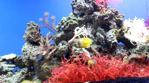 Fish14 1 Stock Footage 7754697